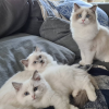 Foto №4. Ich werde verkaufen ragdoll-katze in der Stadt Гамбург. aus dem tierheim, züchter - preis - 220€