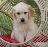 Foto №2 zu Ankündigung № 106342 zu verkaufen golden retriever - einkaufen Niederlande quotient 	ankündigung