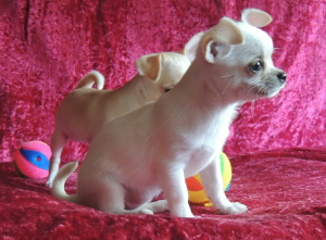Zusätzliche Fotos: Wir bieten zum Verkauf kurzhaarige Chihuahua-Welpen an