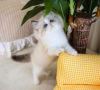 Foto №1. ragdoll-katze - zum Verkauf in der Stadt New York Mills | 237€ | Ankündigung № 58803