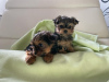 Foto №2 zu Ankündigung № 75768 zu verkaufen yorkshire terrier - einkaufen Litauen quotient 	ankündigung, züchter