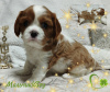 Foto №3. WELPEN Cavalier King Charles Spaniel. Weißrussland