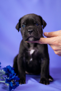 Zusätzliche Fotos: Wunderschöne Welpen Cane Corso