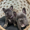 Foto №1. französische bulldogge - zum Verkauf in der Stadt Афины | Frei | Ankündigung № 125325