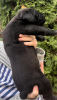Zusätzliche Fotos: Südafrikanischer Boerboel-Mastiff-Welpen zu verkaufen