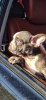Foto №1. französische bulldogge - zum Verkauf in der Stadt Торонто | 2114€ | Ankündigung № 13105