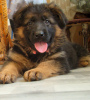 Foto №1. deutscher schäferhund - zum Verkauf in der Stadt Kiew | 494€ | Ankündigung № 9166