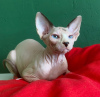 Foto №2 zu Ankündigung № 27971 zu verkaufen sphynx cat - einkaufen Russische Föderation quotient 	ankündigung