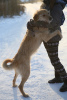 Foto №4. Ich werde verkaufen mischlingshund in der Stadt Краснокамск. aus dem tierheim - preis - Frei