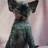 Foto №2 zu Ankündigung № 114804 zu verkaufen devon rex - einkaufen Polen züchter