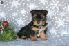 Foto №2 zu Ankündigung № 63826 zu verkaufen yorkshire terrier - einkaufen Deutschland 