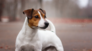 Foto №3. Jack Russell Terrier stricken in Weißrussland. Ankündigung № 1318