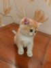Zusätzliche Fotos: Britische goldene Chinchilla-Kätzchen NY12