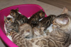 Zusätzliche Fotos: Bengal Cats-Kätzchen sind jetzt zur Adoption verfügbar