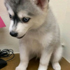 Foto №3. Siberian Husky-Welpen sind jetzt startklar. Business WhatsApp 37256062792. Finnland