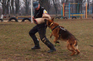 Foto №4. Ich werde verkaufen deutscher schäferhund in der Stadt Kharkov. vom kindergarten - preis - 363€