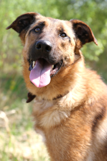 Foto №2 zu Ankündigung № 1200 zu verkaufen belgischer schäferhund - einkaufen Russische Föderation aus dem tierheim