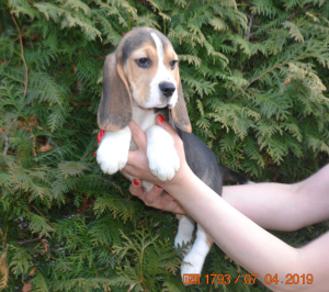 Foto №1. beagle - zum Verkauf in der Stadt Dmitrov | 505€ | Ankündigung № 1808