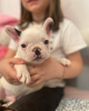 Foto №4. Ich werde verkaufen französische bulldogge in der Stadt Дрезден. quotient 	ankündigung - preis - 265€