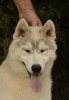 Foto №3. Siberian Husky Welpe zu verkaufen. Serbien