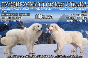 Foto №1. chien de montagne des pyrénées - zum Verkauf in der Stadt Krasnojarsk | Verhandelt | Ankündigung № 3893