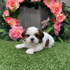 Foto №2 zu Ankündigung № 99906 zu verkaufen shih tzu - einkaufen Deutschland züchter