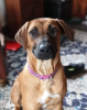 Foto №1. rhodesian ridgeback - zum Verkauf in der Stadt Москва | 237€ | Ankündigung № 45284