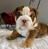 Foto №2 zu Ankündigung № 120629 zu verkaufen englische bulldogge - einkaufen Finnland quotient 	ankündigung, züchter