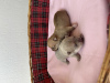 Zusätzliche Fotos: Langhaarige Chihuahua zu verkaufen