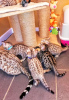 Foto №3. Bengal Cats-Kätzchen stehen zur Adoption zur Verfügung. Deutschland