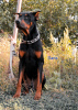 Foto №1. dobermann - zum Verkauf in der Stadt Чирчик | 95€ | Ankündigung № 65582