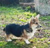 Foto №2 zu Ankündigung № 124907 zu verkaufen welsh corgi - einkaufen Serbien 