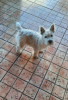 Foto №2 zu Ankündigung № 94390 zu verkaufen west highland white terrier - einkaufen Serbien 