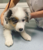 Foto №1. australian shepherd - zum Verkauf in der Stadt Eksjo | 450€ | Ankündigung № 123900