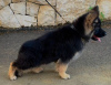 Foto №1. deutscher schäferhund - zum Verkauf in der Stadt Афины | verhandelt | Ankündigung № 74593