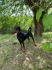 Foto №3. Dobermann Junghündin. Serbien