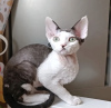 Foto №4. Ich werde verkaufen devon rex in der Stadt Indianapolis.  - preis - 284€