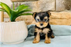 Foto №3. Teacup Yorkshire Terrier Welpe zur kostenlosen Adoption. Deutschland