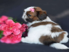 Foto №2 zu Ankündigung № 56462 zu verkaufen shih tzu - einkaufen Finnland quotient 	ankündigung