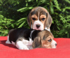 Foto №3. Wunderschöne englische Beagle-Welpen zu verkaufen. Ukraine