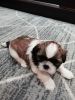 Foto №4. Ich werde verkaufen lhasa apso, shih tzu in der Stadt Kaunas. quotient 	ankündigung, vom kindergarten, züchter - preis - 600€