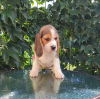 Foto №2 zu Ankündigung № 68895 zu verkaufen beagle - einkaufen Ukraine vom kindergarten, züchter