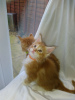 Foto №3. Gesunde Maine-Coon-Kätzchen mit Stammbaum zur Adoption. Deutschland