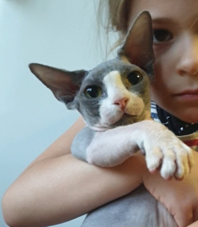 Foto №2 zu Ankündigung № 5496 zu verkaufen sphynx cat - einkaufen Weißrussland vom kindergarten