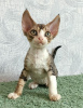 Foto №2 zu Ankündigung № 11100 zu verkaufen devon rex - einkaufen Russische Föderation quotient 	ankündigung