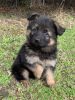 Foto №2 zu Ankündigung № 95701 zu verkaufen deutscher schäferhund - einkaufen Deutschland quotient 	ankündigung, züchter