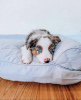 Foto №1. australian shepherd - zum Verkauf in der Stadt Мадрид | 284€ | Ankündigung № 109668