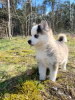 Foto №3. Pomsky von Pomeranian und Husky. Deutschland