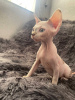 Foto №4. Ich werde verkaufen sphynx cat in der Stadt Taschkent. quotient 	ankündigung - preis - 95€