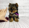 Foto №1. yorkshire terrier - zum Verkauf in der Stadt Montreal | 473€ | Ankündigung № 103604